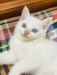 High Quality Mixed breed (Odd eyes)